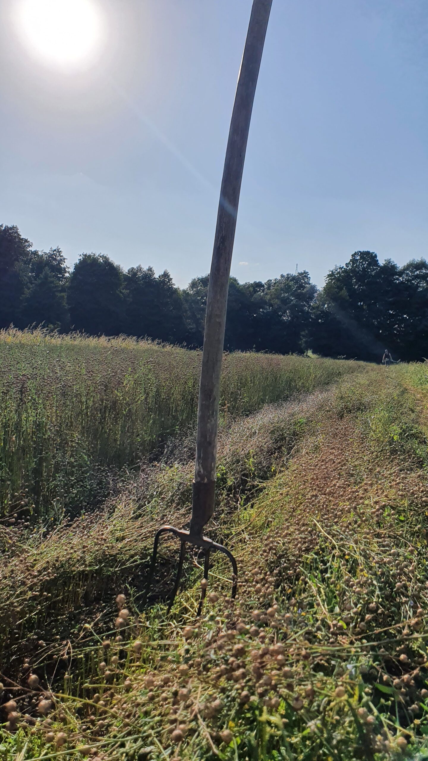 Olej Lniany - obrazek 5