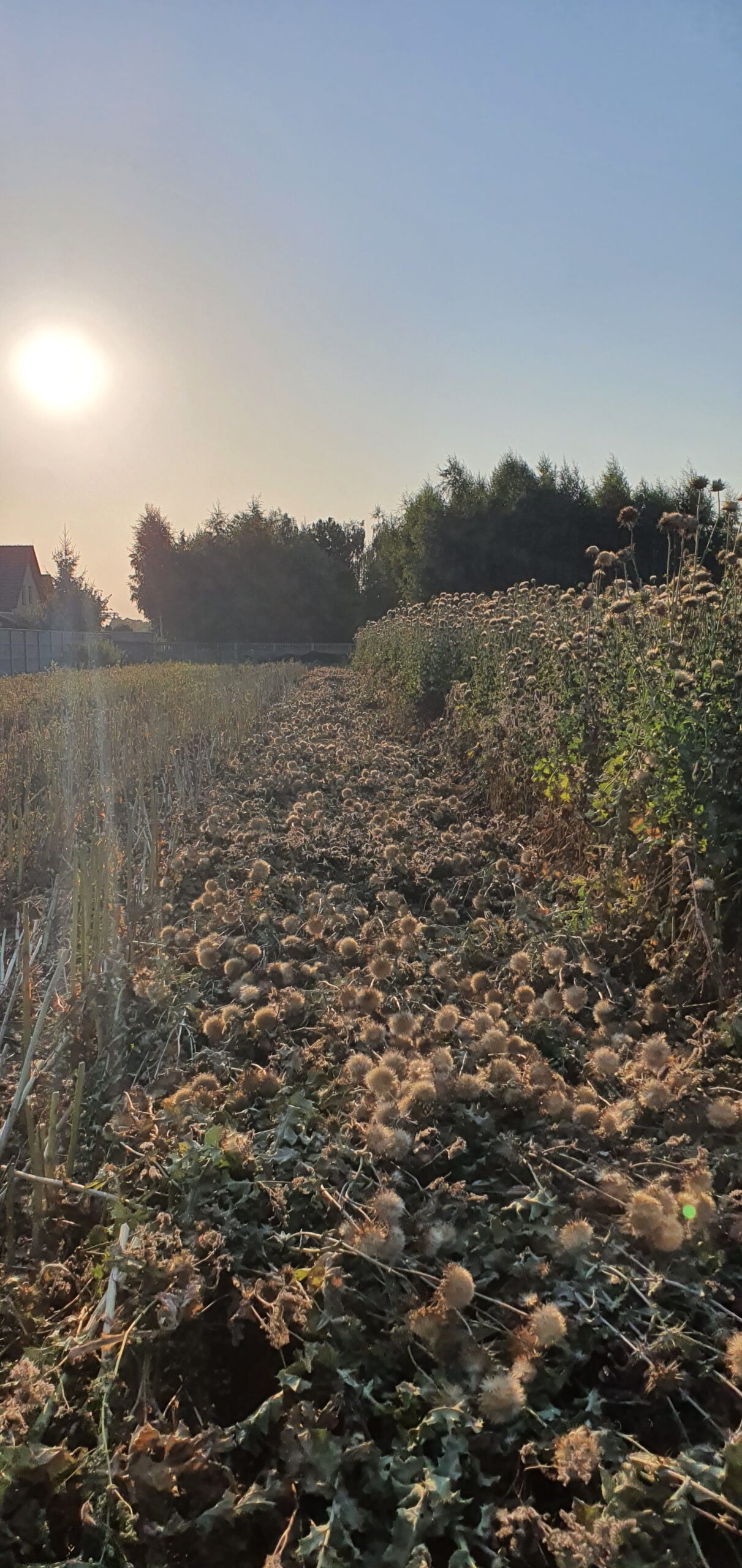 Olej z Ostropestu z kminkiem - obrazek 5