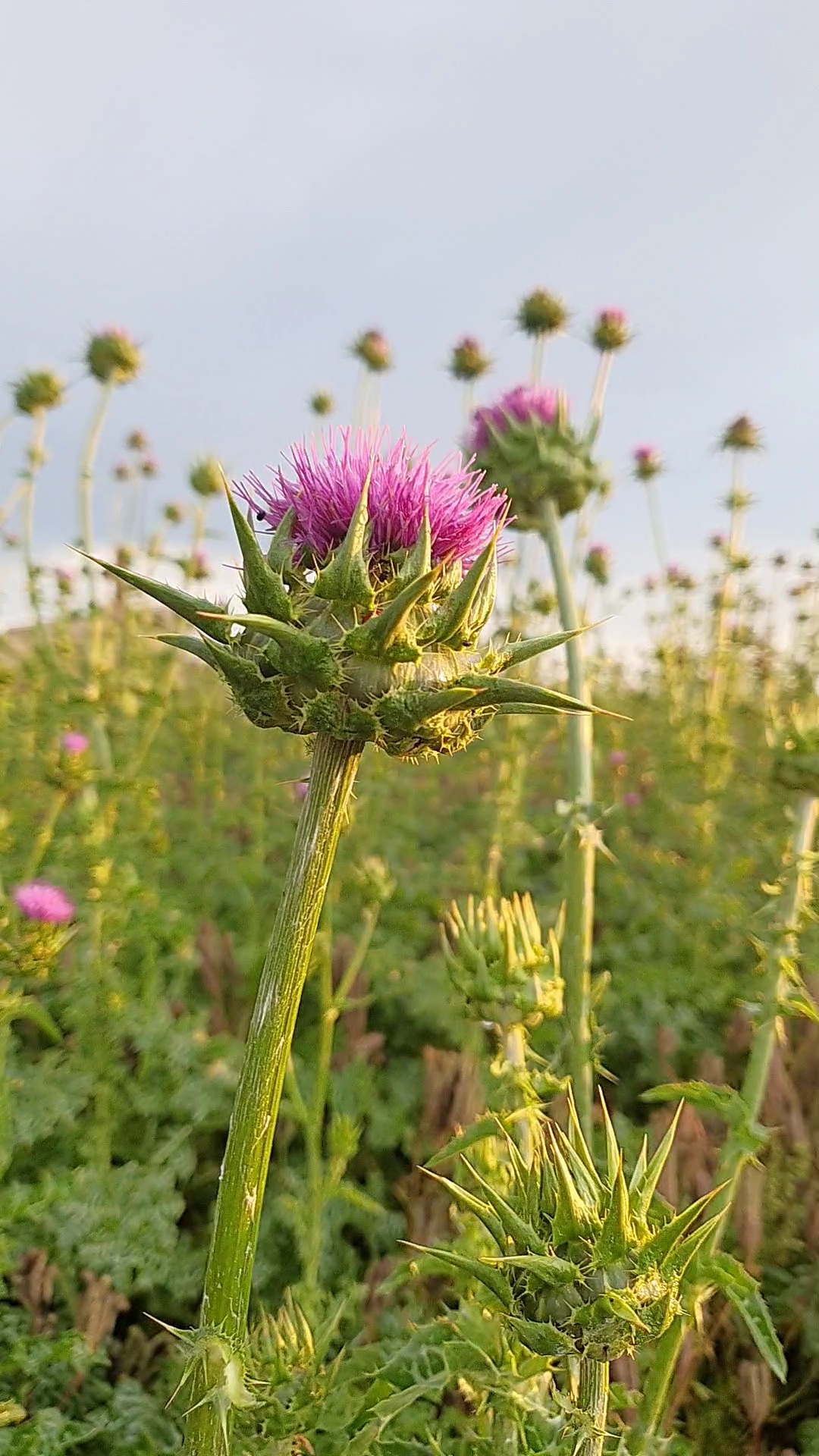 Olej z Ostropestu z kminkiem - obrazek 4